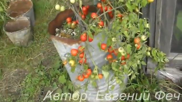 Ампельные помидоры "Талисман". Сорта помидоров