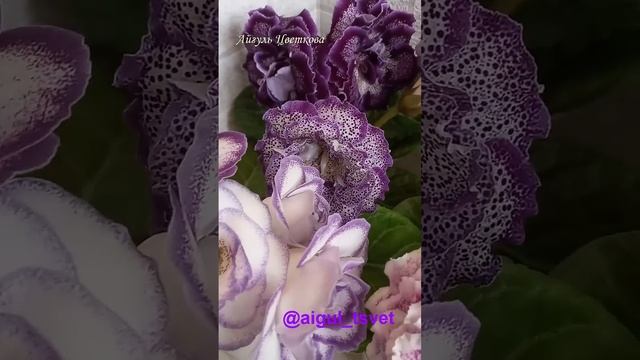 #геснериевые #глоксиниипочтой #глоксиния #красиво #цветынаокне #цветы #домашниецветы #фиалки