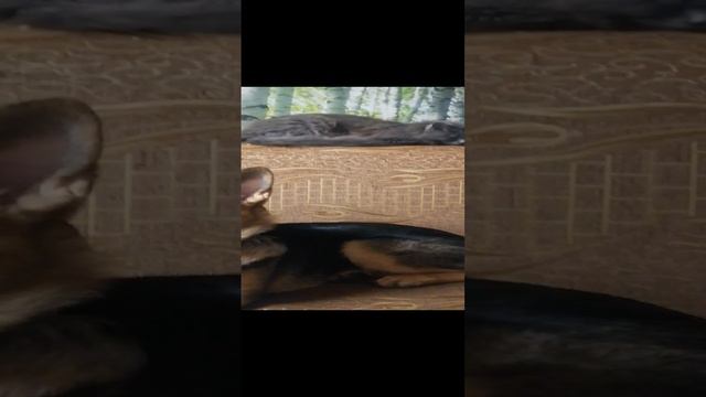 Овчарка Лайма 5 месяцев и неделя.mp4