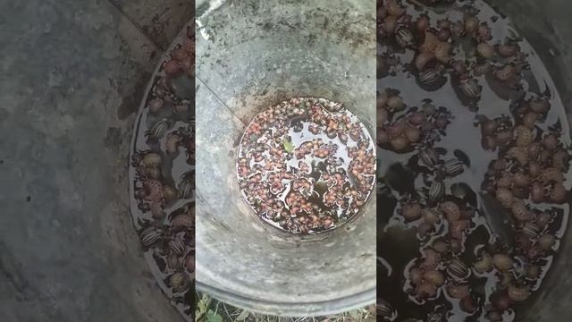 Колорадские жуки пойманы.