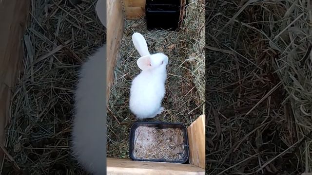 Один #rabbitry #animals #rabbit #cute #rabbitfarming #кролики #bunny #cuteanimals #rabbitbreeds