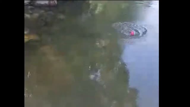 Собачья жизнь/Первое лето Арчи...