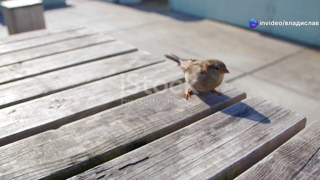 Умные воробьи Факт о животных!