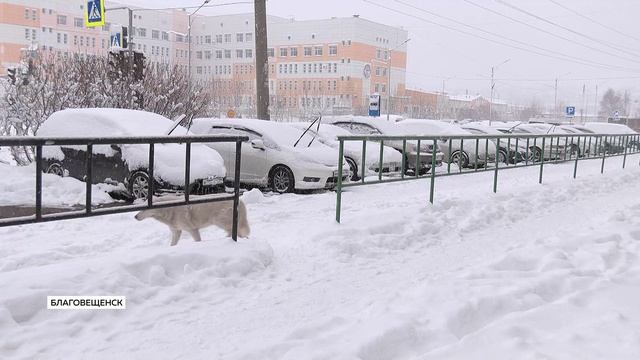 Ежегодно в России по поводу укусов домашних животных обращается около 400 тысяч человек