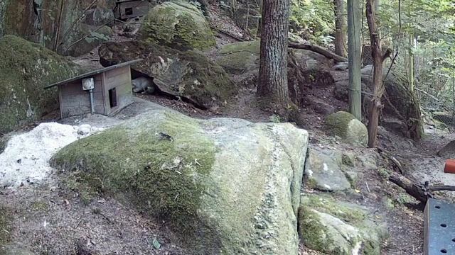 Лушата болеют. Один немного поел
