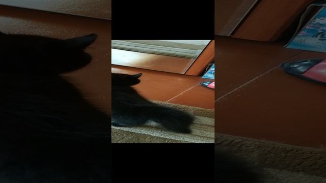 3679.mp4