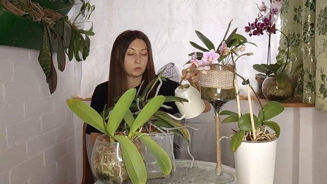 Обработай Этим Орхидеи ОСЕНЬЮ и Корни Попрут ЩЁТКОЙ