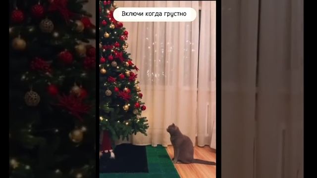 Приколы с животными, включи когда тебе грустно