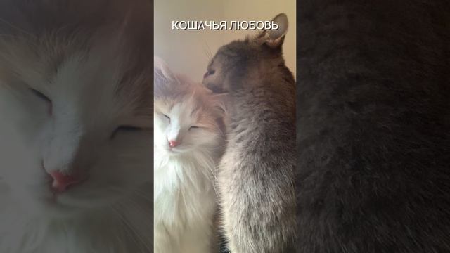 Кошачья ЛЮБОВЬ❤️ #cats#cat#котики#кошки#котята#киса#astenfamily#кошечки#пушистики#котыикошки#кот