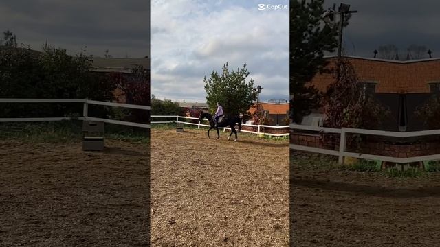 Верховая езда - летняя тренировка на плацу