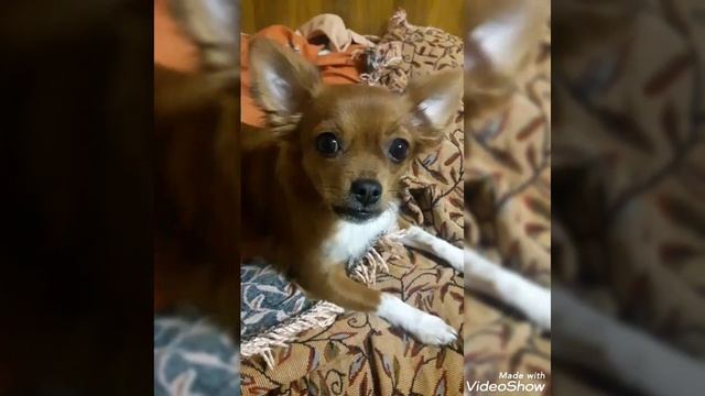 chihuahua подает голос