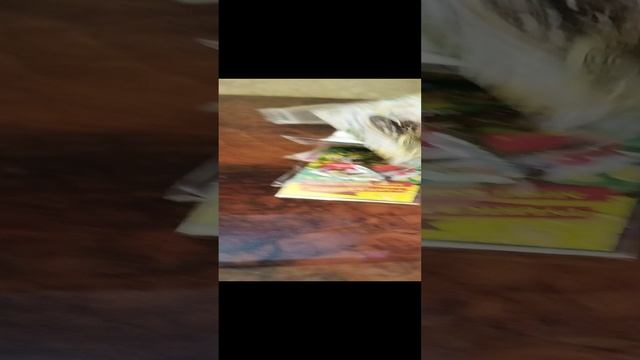 VID_20241128_154425.mp4