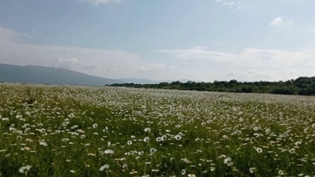 Ромашки Байдарской долины.28.05.23.