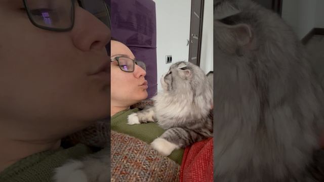 Кототерапия❤️#cats#cat#котики#кошки#котята#киса#astenfamily#кошечки#пушистики#котыикошки#коты#кот