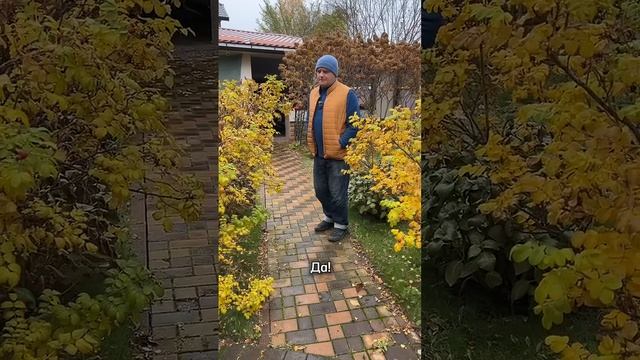 Яблони перед зимой ЭТО НОРМАЛЬНО!