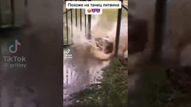 О, Литвин! 🌟