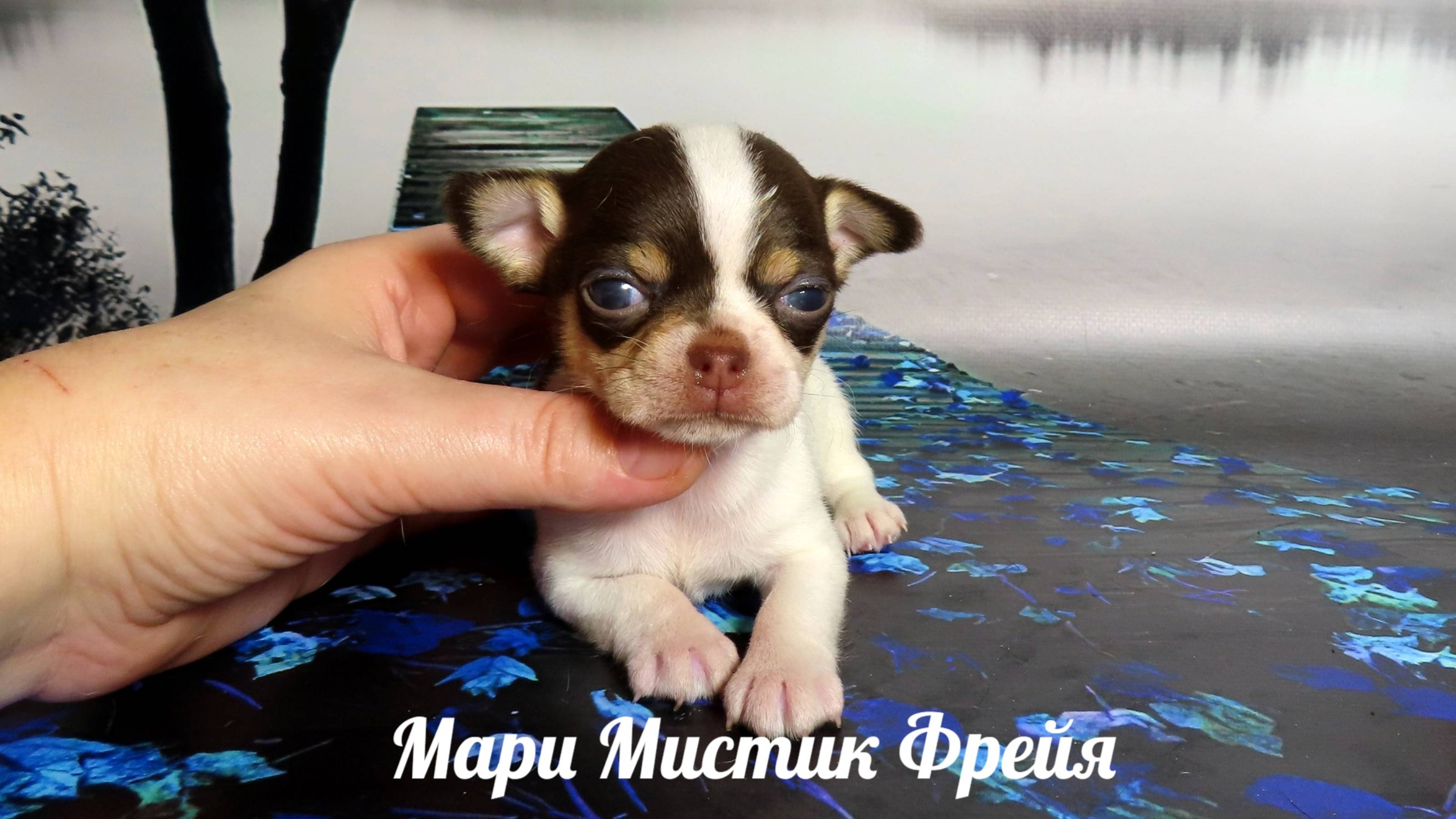 #чихуахуа Др 26.10.24 #ЦЕНА 70тр #ответы_на_СТРАННЫЕ_вопросы ЧАСТЬ 1 #продам_щенка_чихуа 89215950848