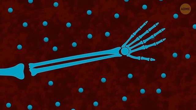 Факты о теле, доказывающие, что вы сложнее компьютера. Анатомия человека в деталях
