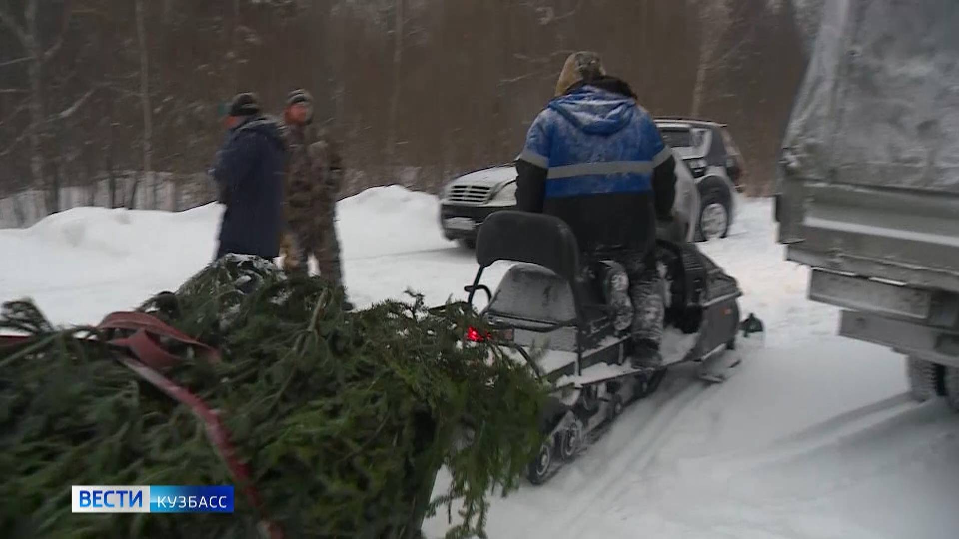 Сотни ёлок из Кузбасса отправились радовать жителей Казахстана