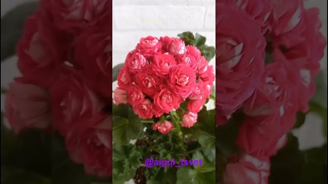 #герань #пеларгониипочтой #пеларгония #красиво #цветынаокне #цветы #домашниецветы #фиалки