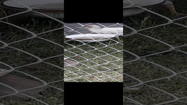 161.mp4