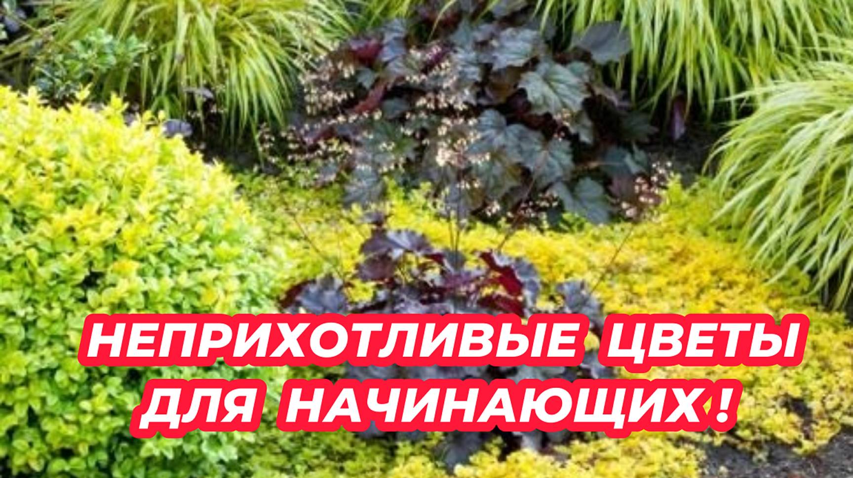 5 САМЫХ НЕПРИХОТЛИВЫХ многолетников для начинающих! Посадите эти красивые цветы в саду