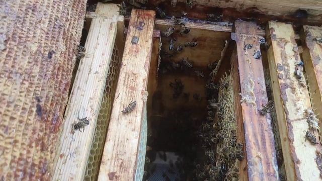 матка не облетелась, исправляю.