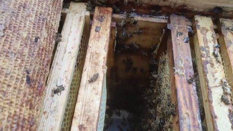 матка не облетелась, исправляю.