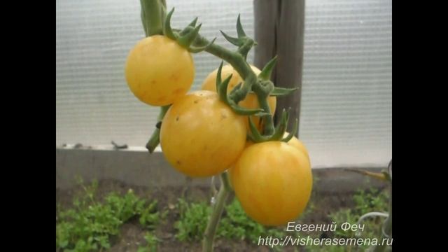 Китайский сорт Хон Цай Ли.Семена почтой http://фечшоп.рф
