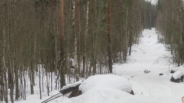 опять в лесу лосик встретился