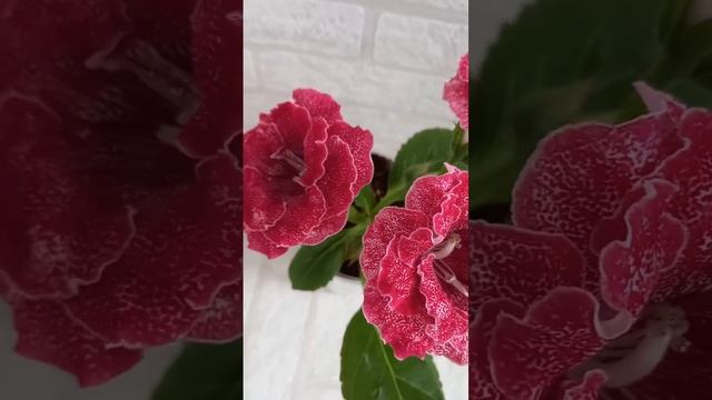 Глоксиния сорт ВИ Брандербургский концерт