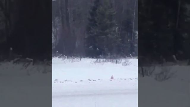 Ужасающие крики в канадском лесу. Что за существо издает подобные звуки?