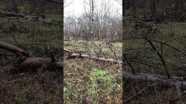 Вот и у нас первый снег #hunting #природа #охота #вальдшнеп