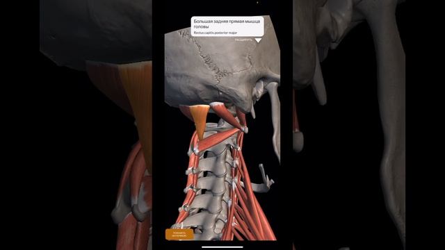 ШПАРГАЛКА.Миология. ГЛУБОКИЕ мышцы шеи☠️ #anatomy #shorts
