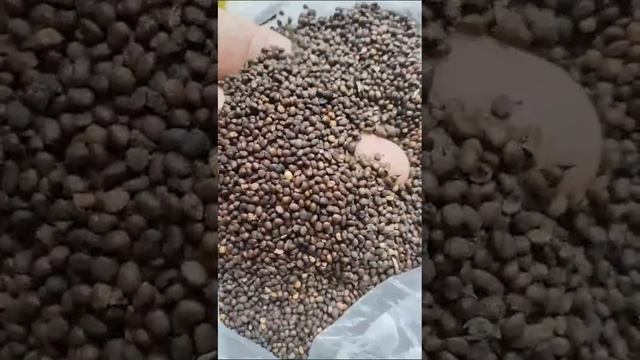 Семена шалфея мускатного