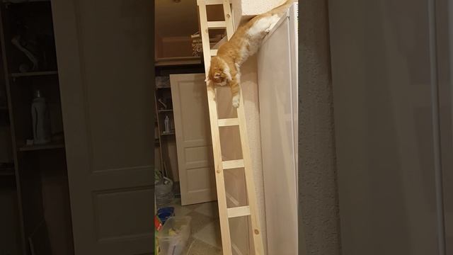 Кот Филя осваивает лестницу