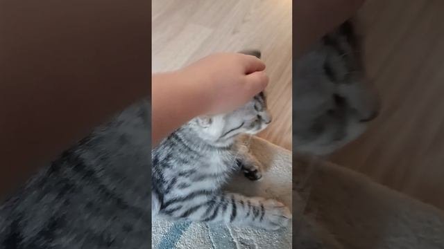 Мой Кот Сева