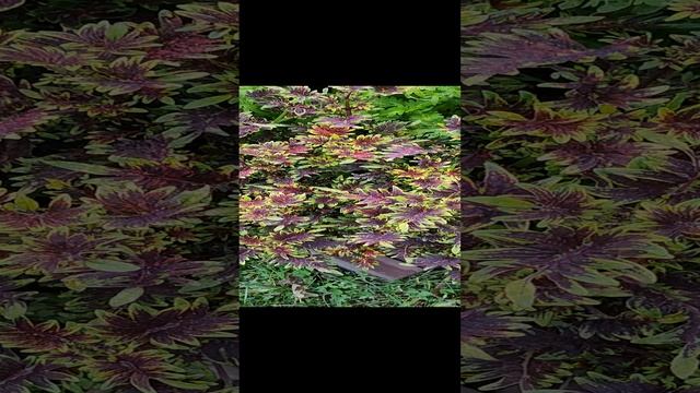 видео колеус Магический огонь