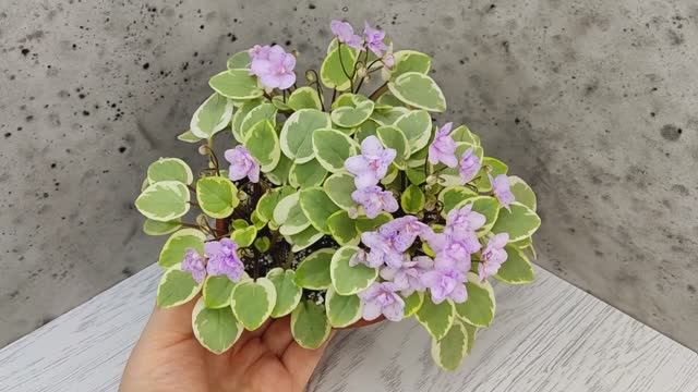 Фиалка химера Жемчужный Восторг