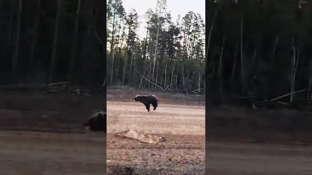 Когда дорога глазами водителя «СТЭС» превращается в заметки из мира дикой природы  #грузоперевозки