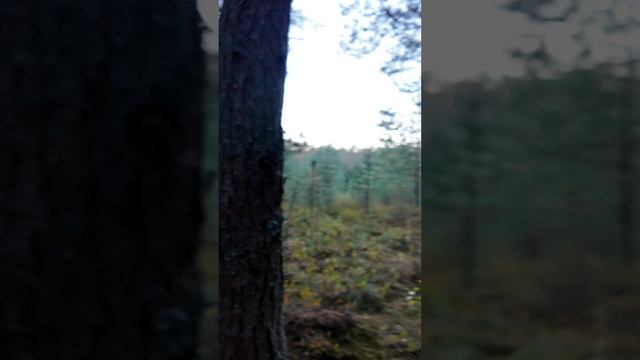 Если заблудились в лесу