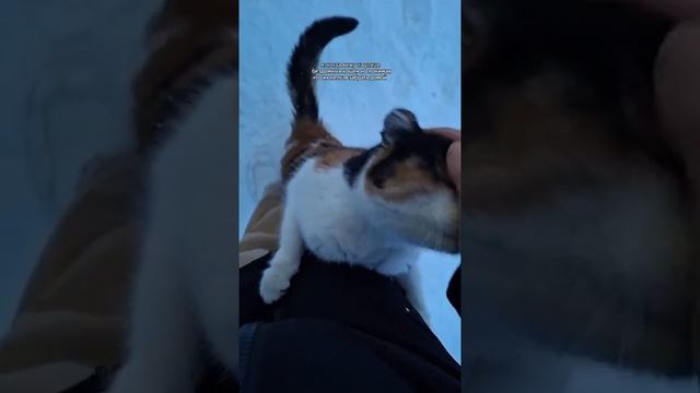 Мы в ВК https://vk.com/life_of_cats