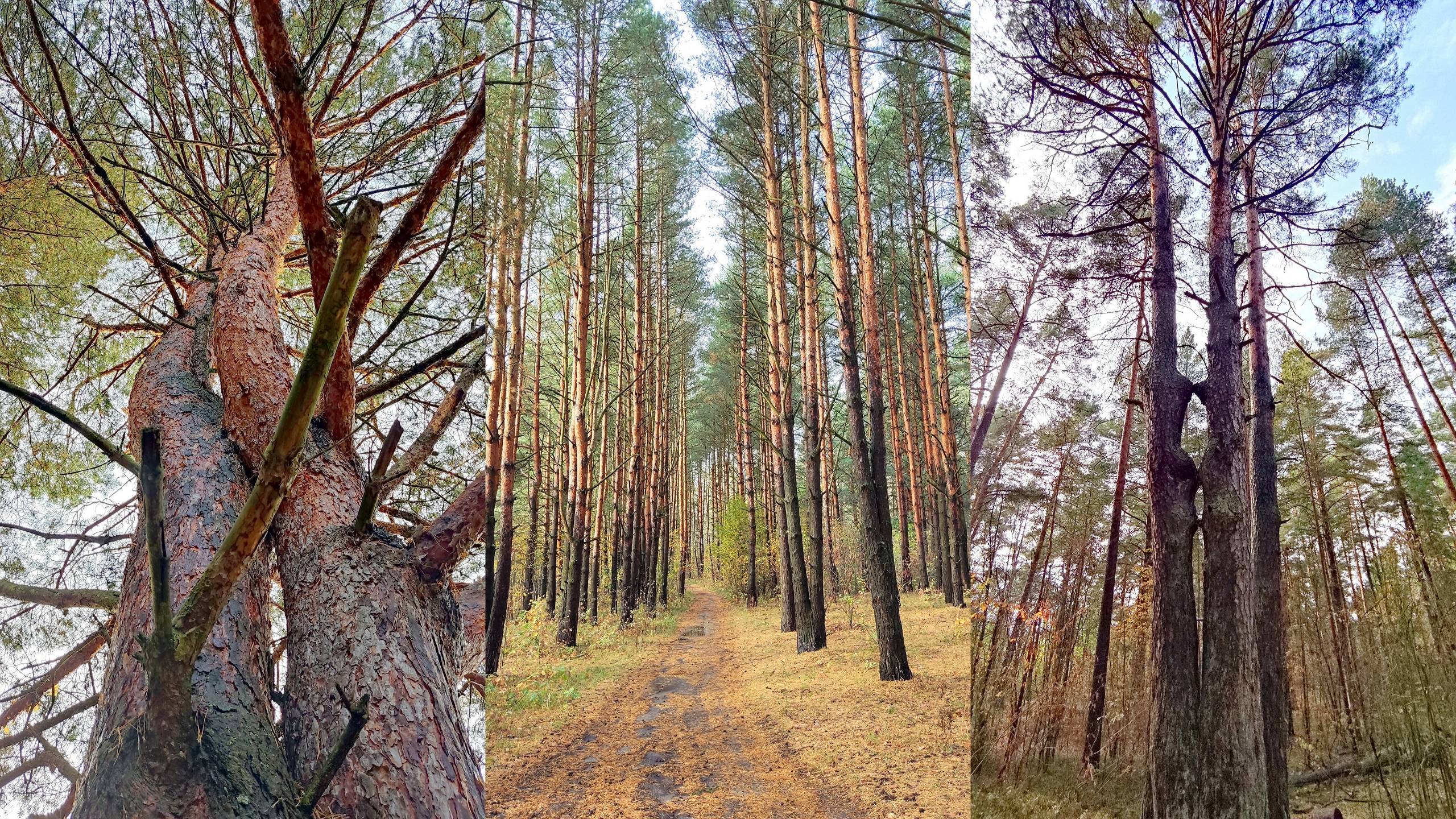 Лесная тропинка🌲🍂Осенняя прогулка у Клязьмы🍁🌳в Больших Дворах🍁Подмосковье 07.10.2024