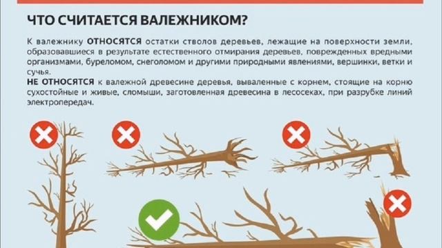 Новый закон РФ о валежнике