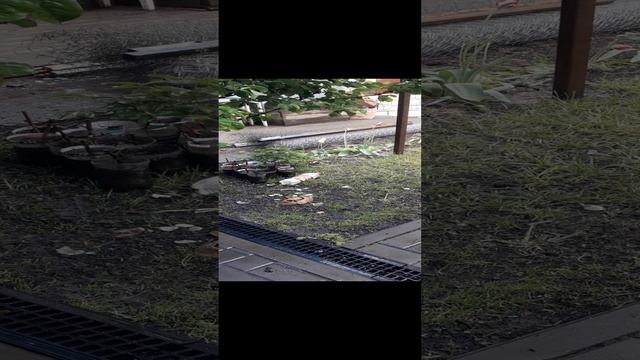 89.mp4