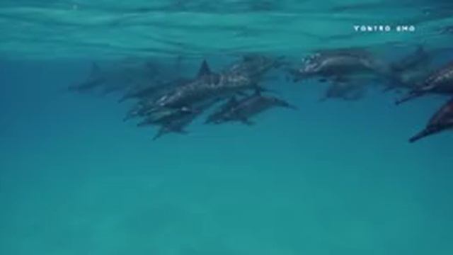 Дельфинотерапия 🐬 Исцеляющие звуки дельфинов.