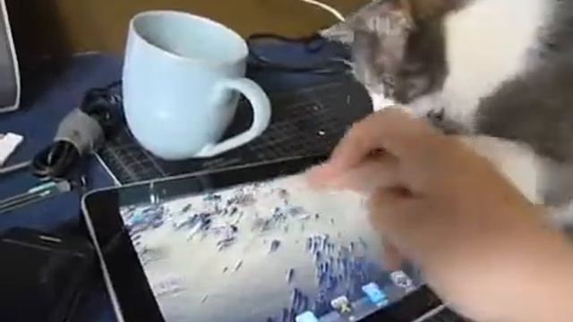 кот и i-pad