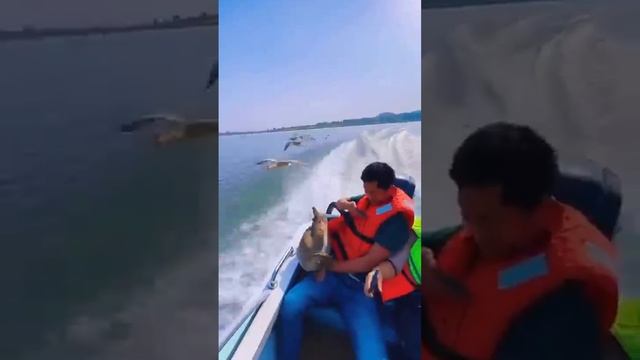 Безбилетный😁