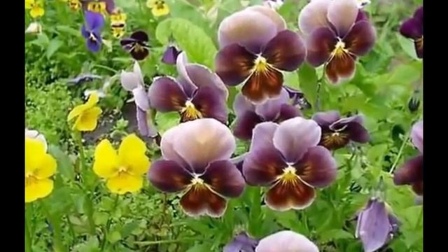 Овощи и цветы. Слайд шоу