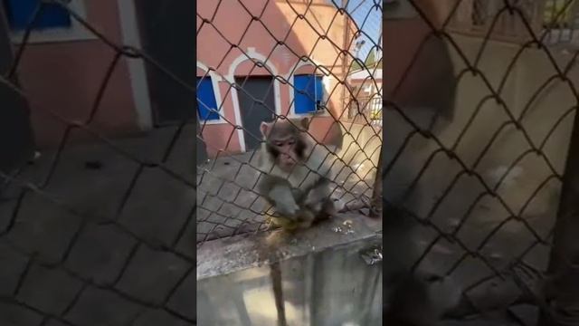 Играем с обезьянкой